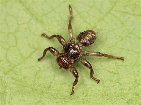 Lipoptena Cervi Strzyżak Sarni Insektarium