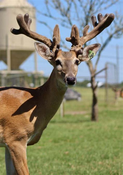 M Whitetails Yearlings Whos My Daddy Deer Breeder In Texas