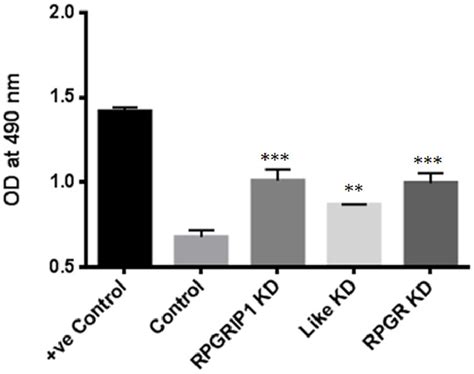 Figure 3 From RPGR Protein Complex Regulates Proteasome Activity And