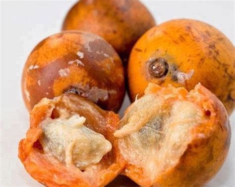 AFRICAN STAR FRUIT 2 Seeds Chrysophyllum Albidum Seeds Alasa Fresh