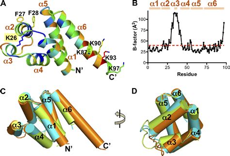 Figure 1 From Structure Of The Absent In Melanoma 2 AIM2 Pyrin Domain