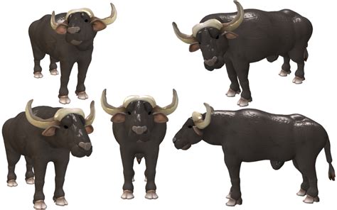 Buffalo Png Images Transparent Free Download