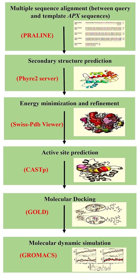 In Silico Characterization And Homology Modeling Of Cytosolic Apx Gene