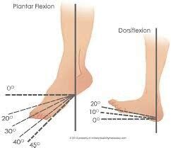 What Is The Opposite Of Plantar Flexion - Gerald Hipple Coiffure