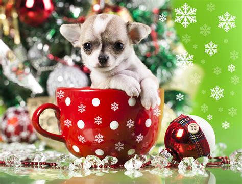 🔥 [50+] Christmas Dog Desktop Wallpapers | WallpaperSafari