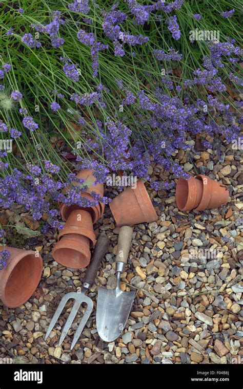 Lavender Border Hidcote Variety And Terra Cotta Flower Pots Norfolk