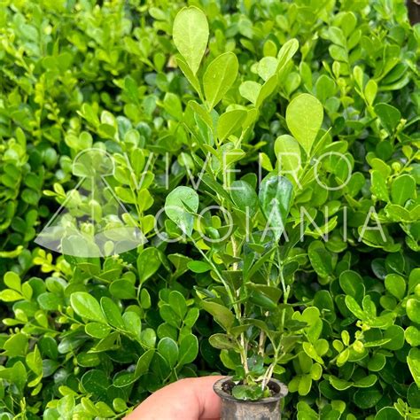 Mudas De Murta Jasmin Dama Da Noite Cerca Viva A Cm