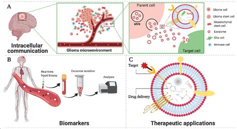 Roles Of Exosomes In Glioma A Exosomes Participate In Cell To Cell