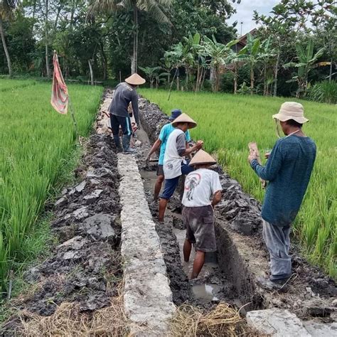 Saluran Irigasi Bulak Sawah Ngentak Website Kalurahan Bangunjiwo