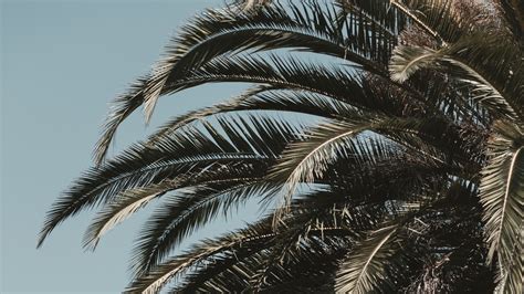 Palm Tree Leaves Branches Sky Tropics Vegetation Tree 4k Hd