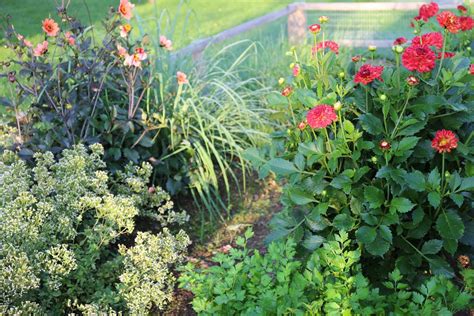 Planting Dahlias In Your Vegetable Garden Longfield Gardens