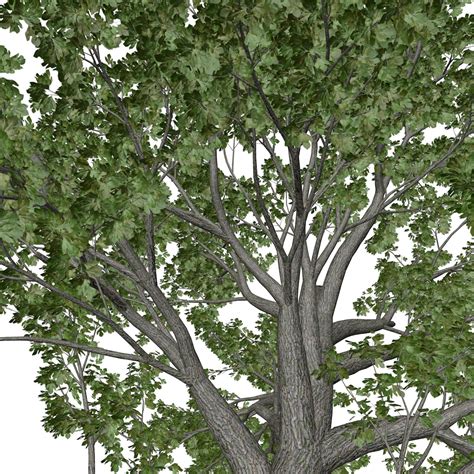 Sassafras Tree 03 3d Model By Antoniokowatsch