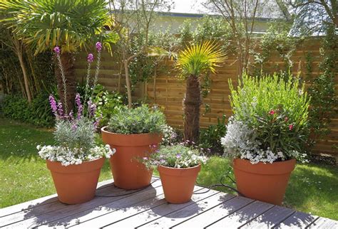 Quelles Plantes En Pot Pour L Ext Rieur Housekeeping Magazine