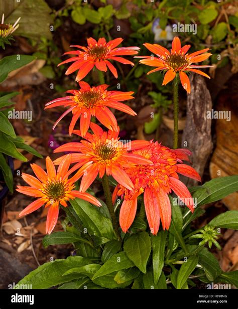 Cluster Of Vivid Orange Flowers And Deep Green Leaves Of Echinacea