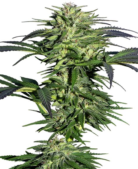 Durban Poison Seme Femm Sensi Seeds Santaplanta Grow Shop