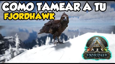 Como Tamear A Tu Fjordhawk Un Tameo Facil And Divertido Youtube