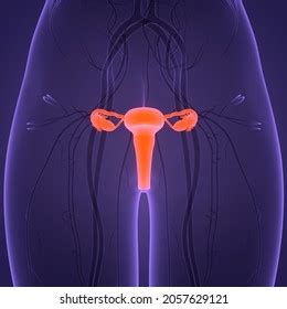 Female Reproductive System Internal Sex Organs Stock Illustration