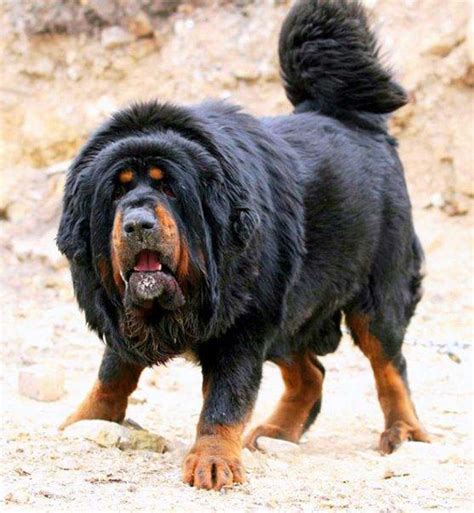 tasaweer tibetan mastiff