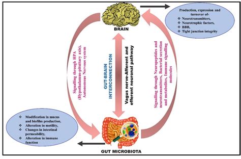 Illustrative Diagram Depicting The Interconnection Between Gut And