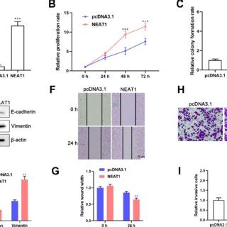 Ectopic Expression Of LncRNA NEAT1 Induces EMT And Promotes The