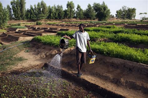 The Impact Of Conflict And Instability On Agriculture In Mali And Nigeria