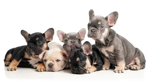 Discover Beautiful AKC French Bulldog Colors! Learn More! - The Bulldog ...