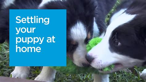 Settling A New Puppy In Your Home Youtube