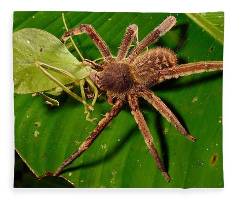 Brazilian Wandering Spider Size