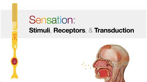 Sensation Stimuli Receptors Transduction Youtube