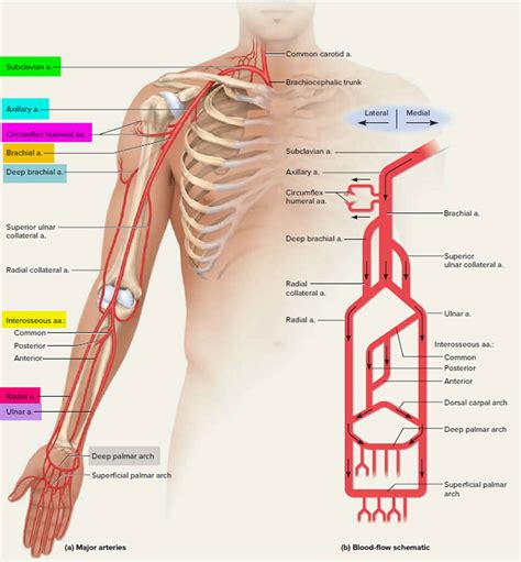 Subclavian Steal Syndrome Causes Symptoms Diagnosis And Treatment