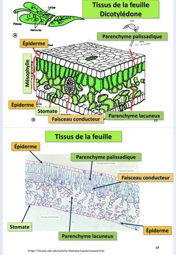 Chap Plantes Cartes Quizlet