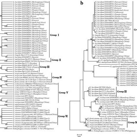 Phylogenetic Tree Based On The Its2 Region Using The Nj Method Strict