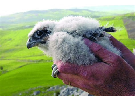 Lanner Falcon Falco Biarmicus Feldeggii Nestling M Lo Valvo