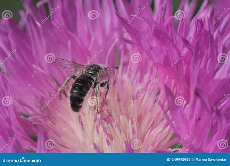 Abeja Insecto Polinizada Flor Rosa Closet Foto De Archivo Imagen De