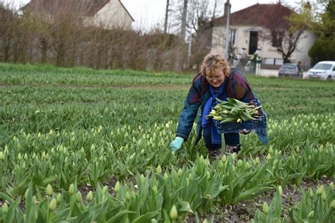 Chalon Premi Re Cueillette De Tulipes Contre Le Cancer