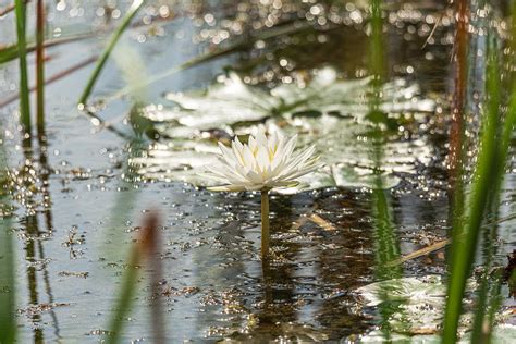 Sparkling Photograph By Garth Steger Fine Art America