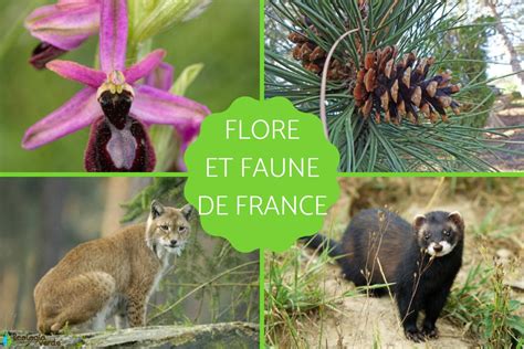 La Faune Et La Flore De France Caractéristiques Et EspÈces