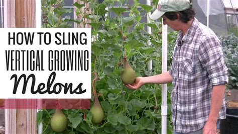 How To Grow Cantaloupe Indoors Growing Cantaloupe For A Summer Sweet