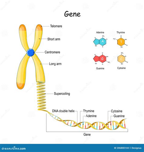 Genomreihenfolge Chromosom Und DNA Vektor Abbildung Illustration Von