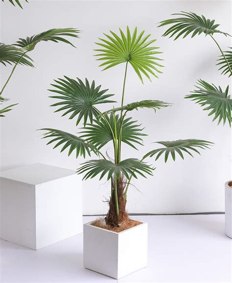 Cây Cọ Giả 155cm » Cây cảnh giả trang trí
