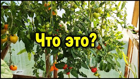 Семена с гибридов собирать МОЖНО. Вот что выросло у меня из своих семян ...