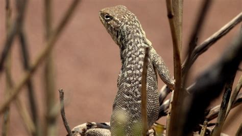 Descubrieron una nueva especie de lagartija en Añelo