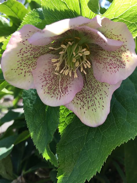 Pink Hellebore Helleborus - Free photo on Pixabay - Pixabay