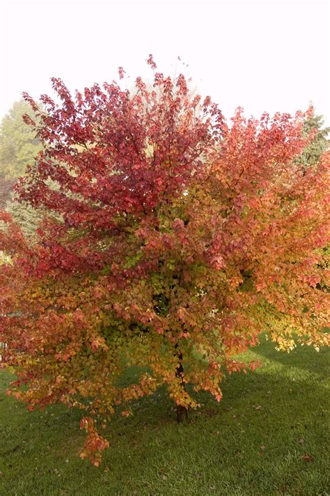 Burgundy Belle Maple Plant Library Pahls Market Apple Valley Mn