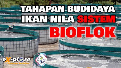 Tahapan Budidaya Ikan Nila Sistem Bioflok Youtube