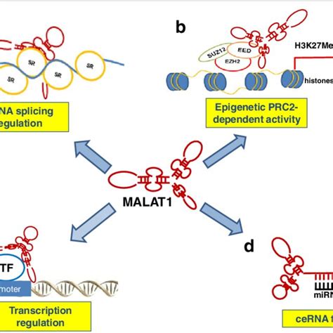 Pdf Malat1 A Druggable Long Non Coding Rna For Targeted Anti Cancer