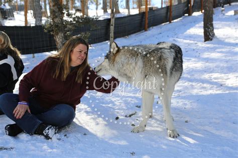 Colorado Wolf & Wildlife Center | 1.16.24 11AM VIP Orenda and Isha