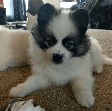 Pomsky For Sale In Ashland 3 Petzlover