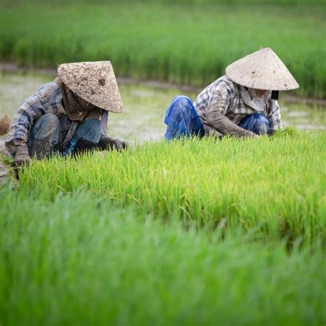 Apa Itu Pertanian Monokultur Ini Keuntungan Dan Kekurangannya