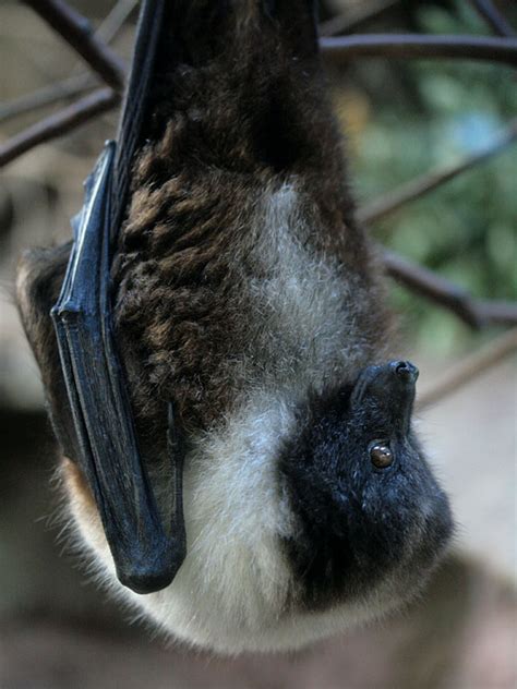 オキナワオオコウモリ Okinawa Flying Fox Japaneseclassjp